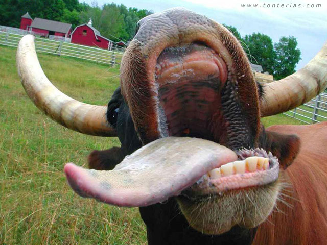 Lingua de Vaca